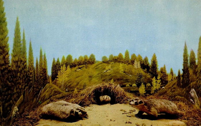 Underground Forest - Vintage Postcard (newer photo)